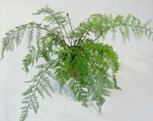 Mother Fern